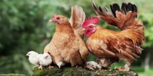 phương pháp lai tạo gà giống